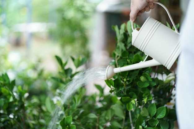 Rainwater Harvesting: Sustainable Watering Practices