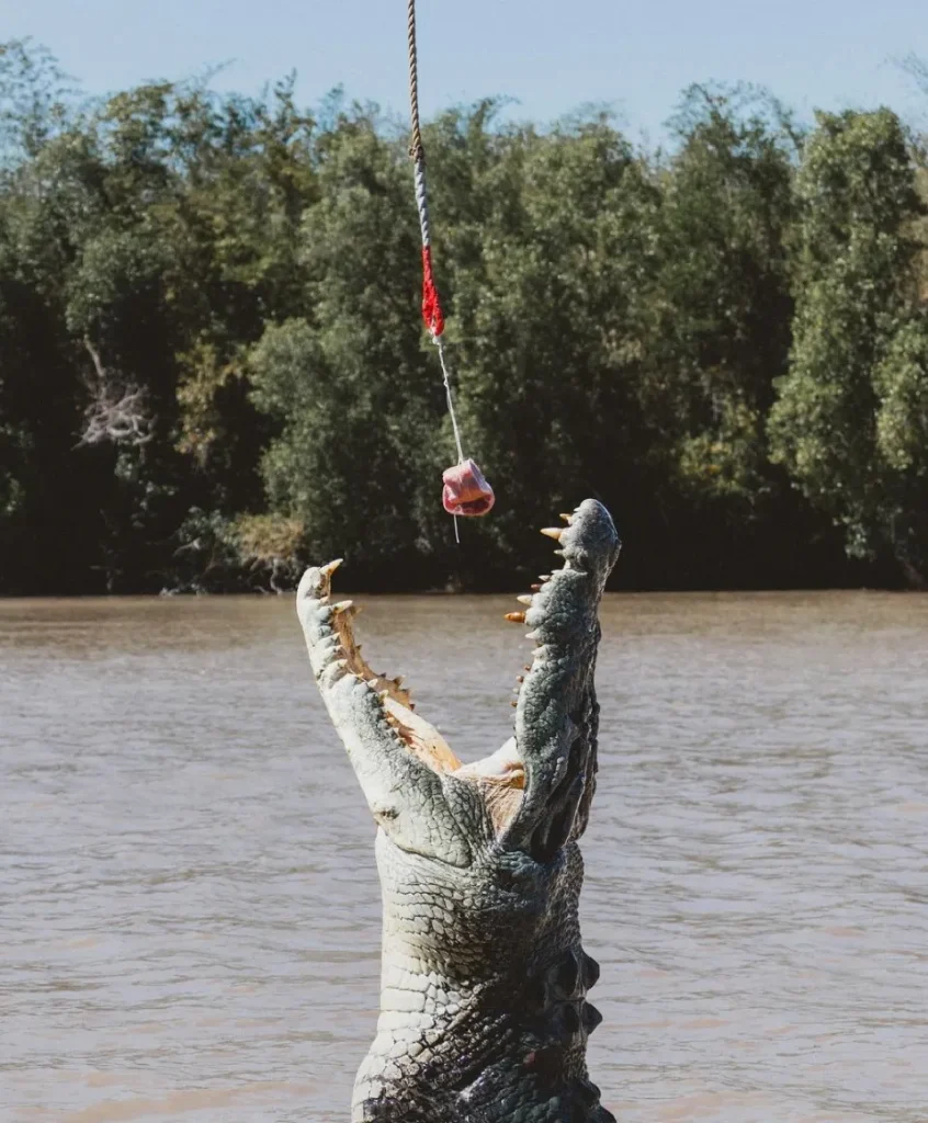 Jumping Crocodile Cruise