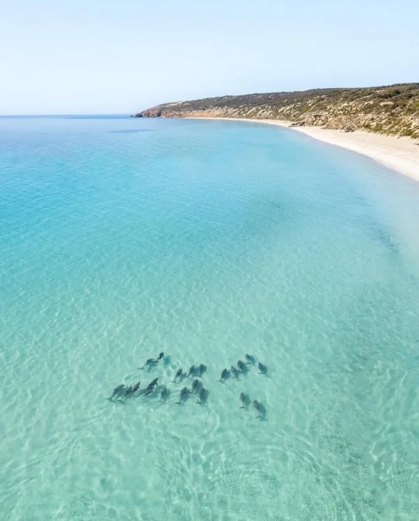 Kangaroo Island tour