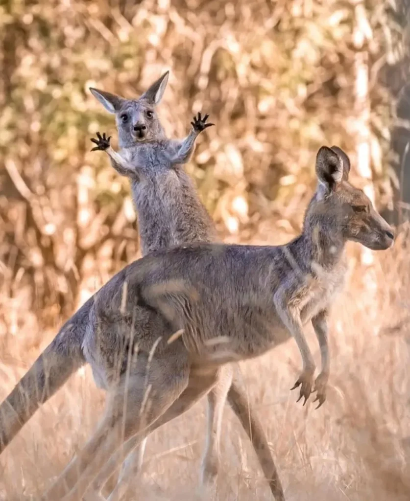 Moonlit Sanctuary Wildlife Conservation Park