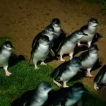 The Magic of Penguin Parade