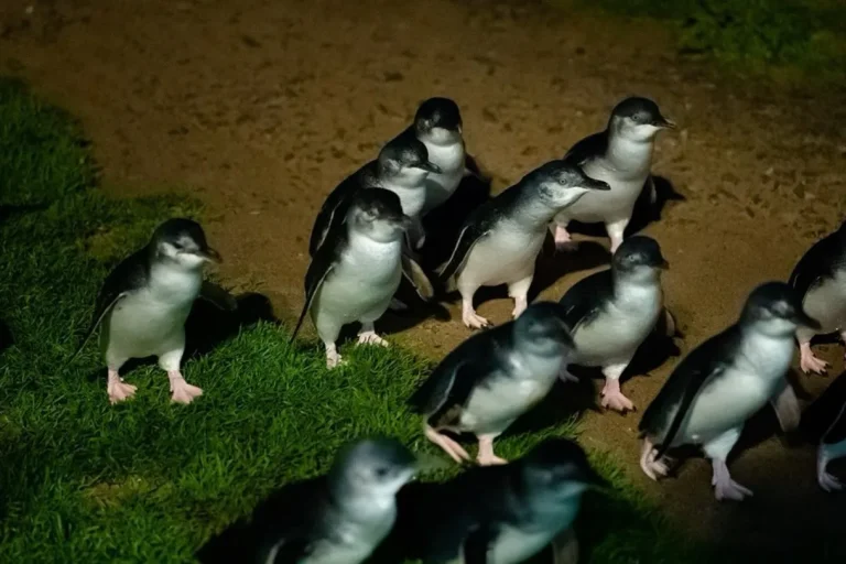 The Magic of Penguin Parade