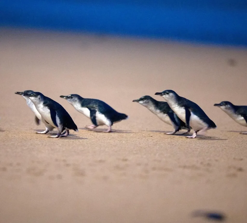 The Phillip Island Penguin Parade