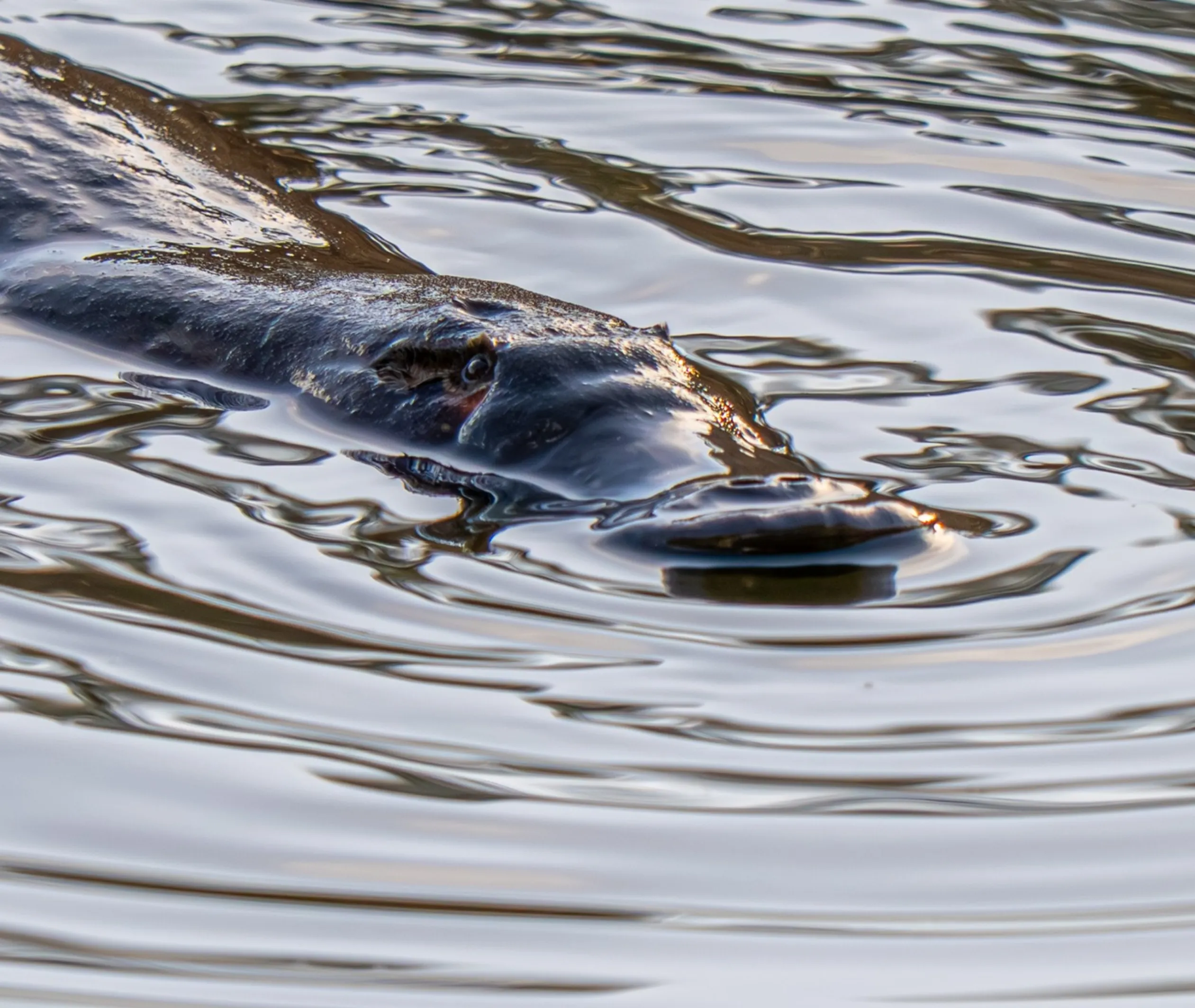 best places to see platypus