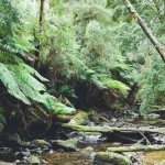oily or dehydrated skin in humid climate