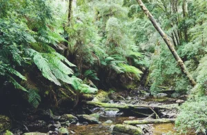 oily or dehydrated skin in humid climate