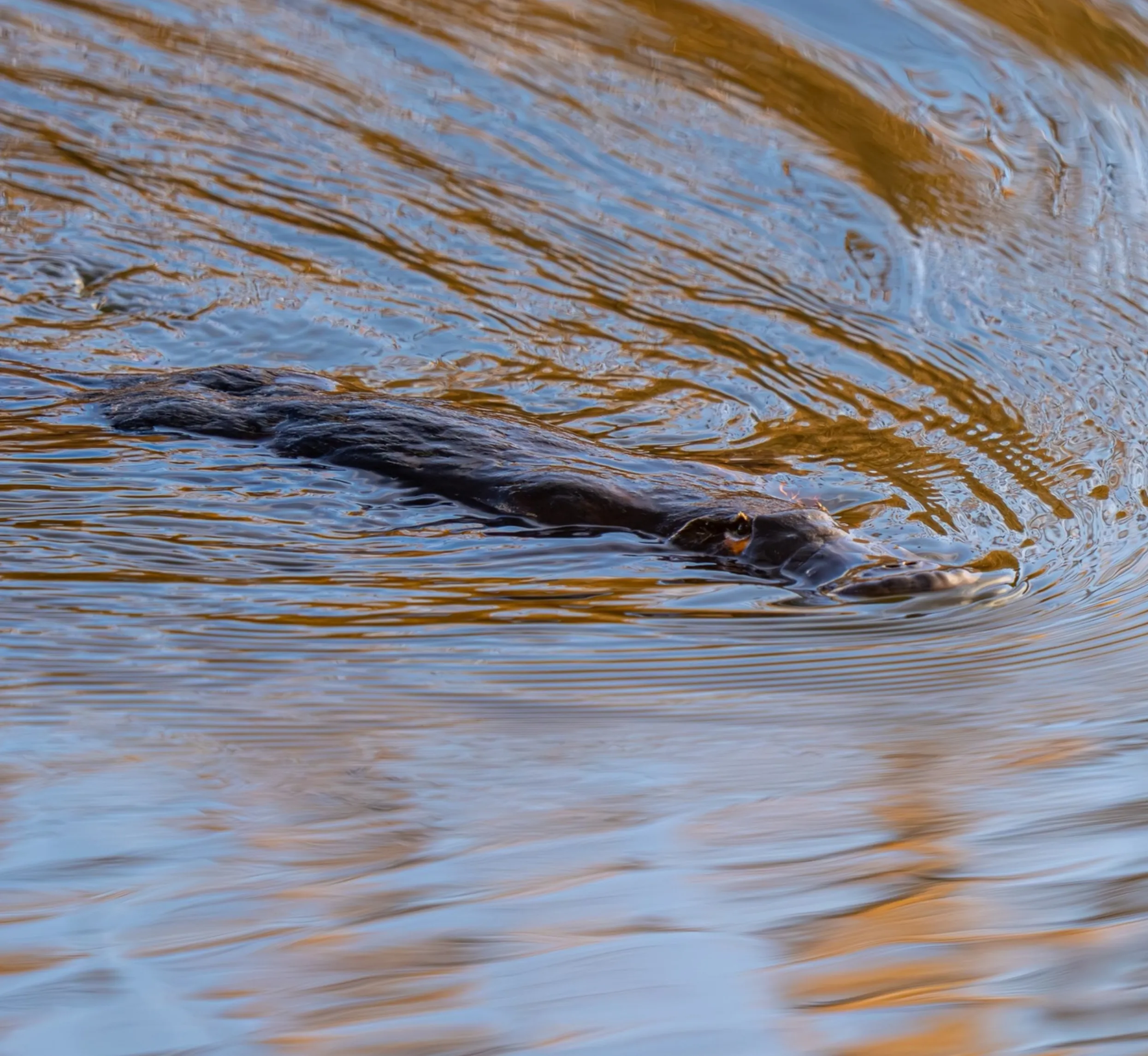 platypus spotting locations Australia
