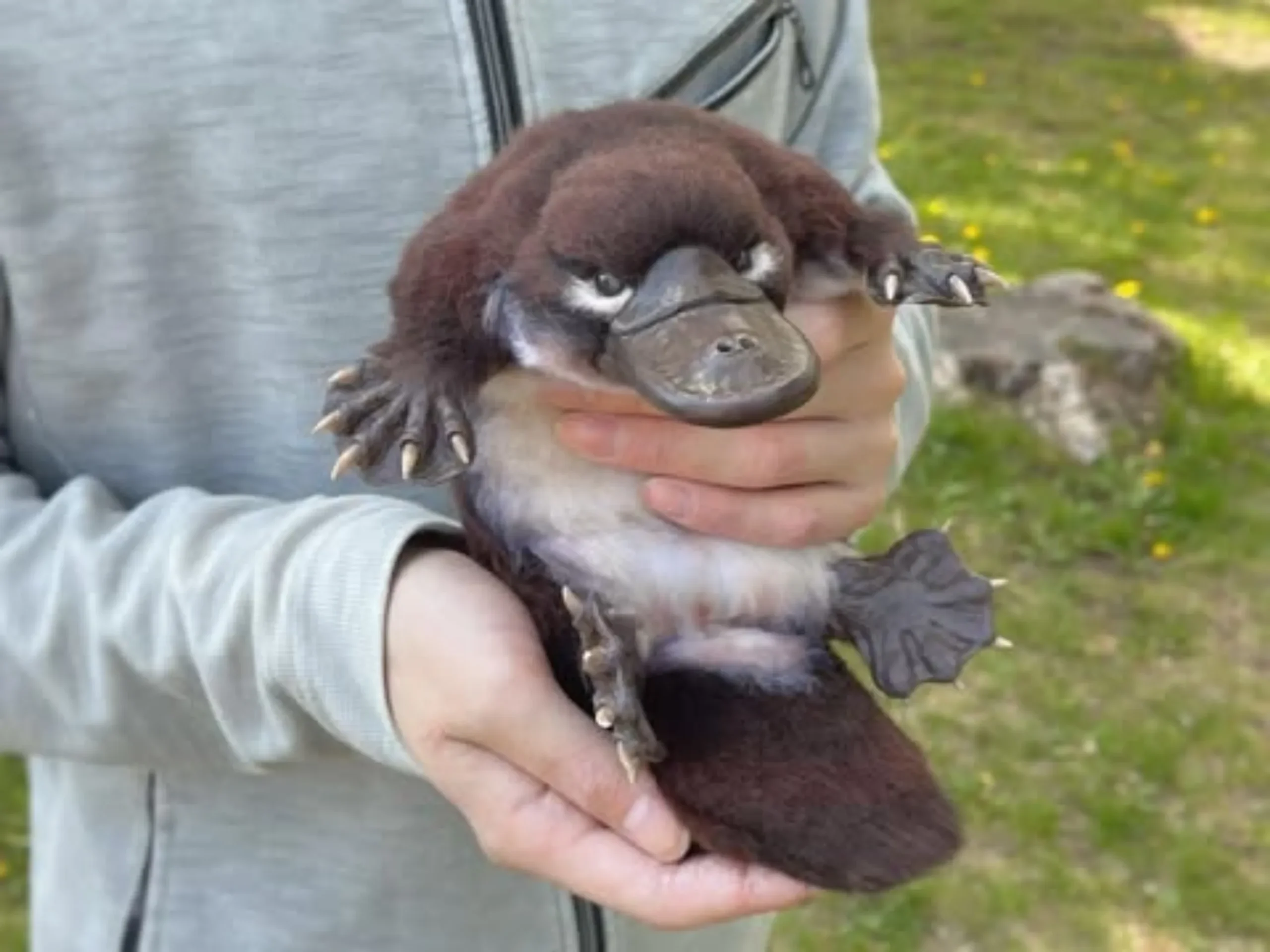 see platypus Australia