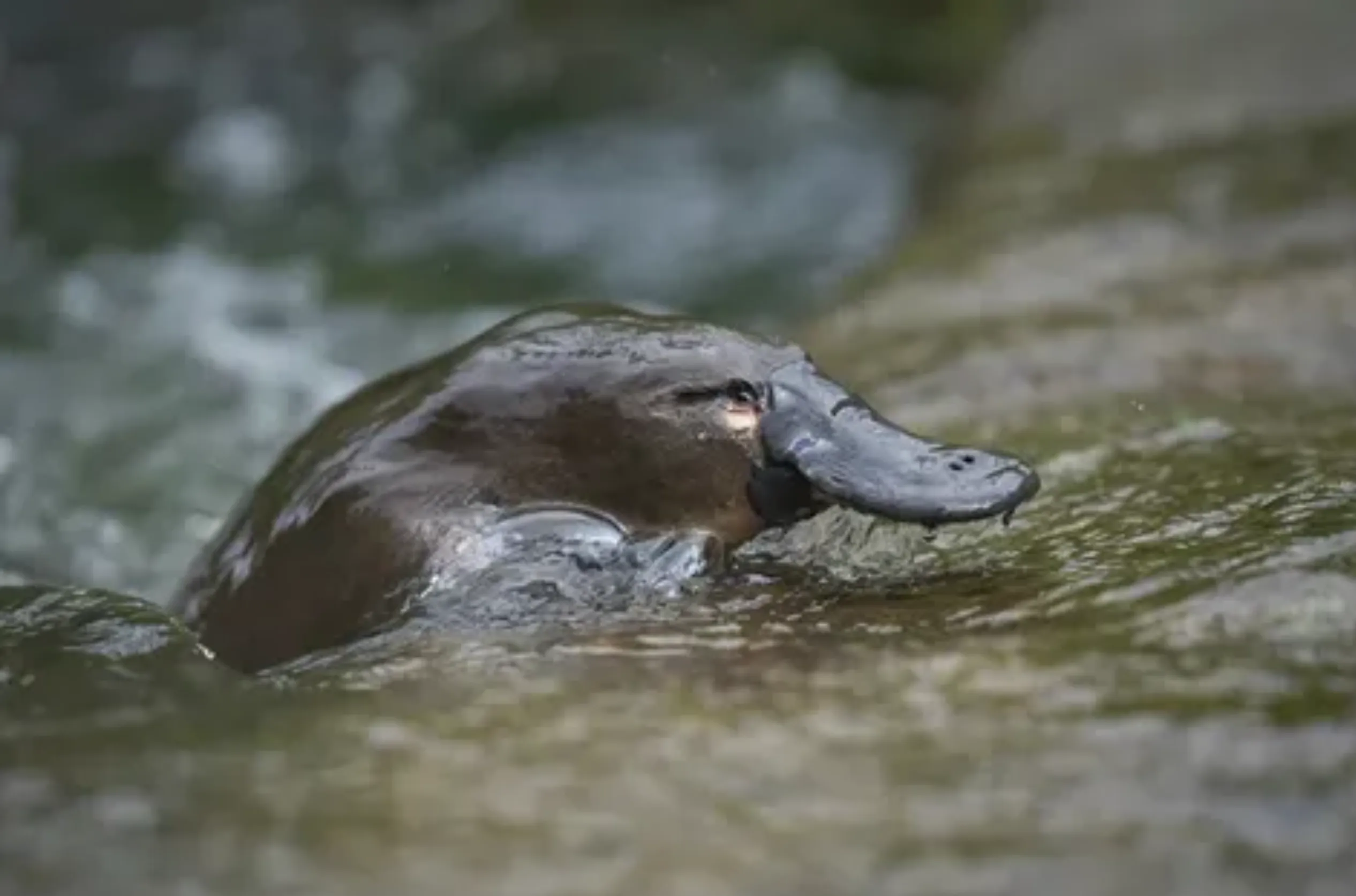 where to find platypus in the wild