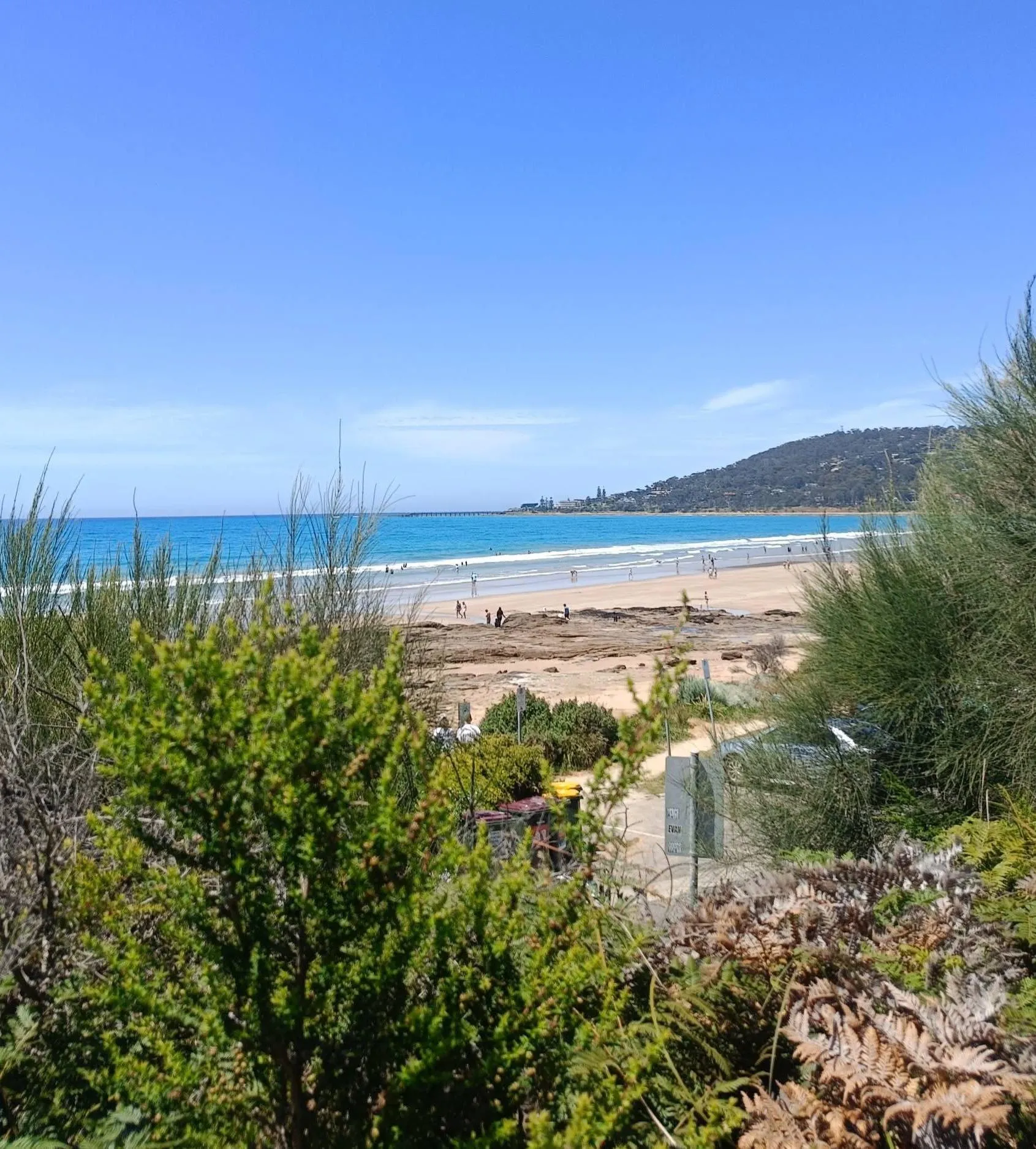 great ocean road whale watching season