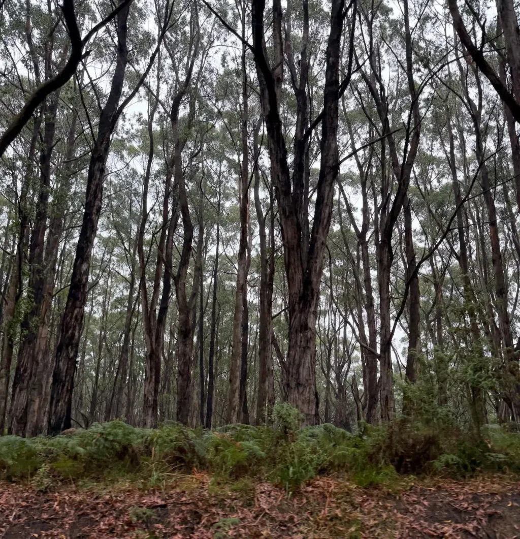 victoria australia winter road trips