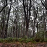 victoria australia winter road trips
