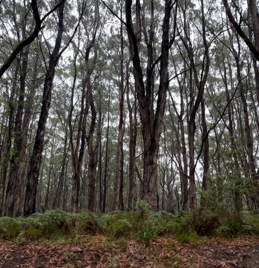 victoria australia winter road trips